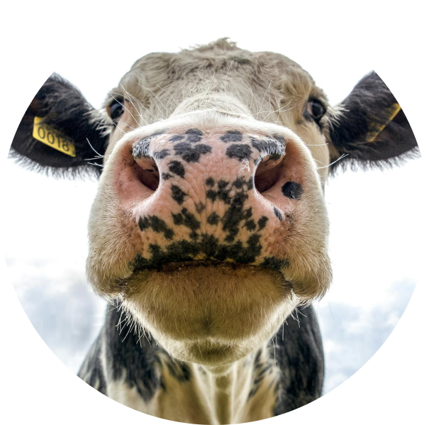 Cow