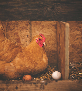 Chickens (Broilers & Layers)