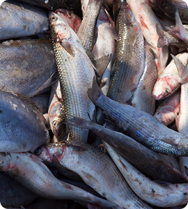 Fishes