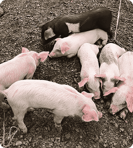 Pigs
