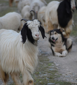 Cows, Sheep & Goats